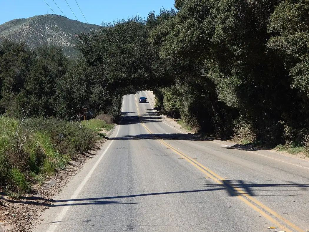 The tree tunnel on Bundy Canyon Road in Wildomar, California, with oaks arching over the two-lane road